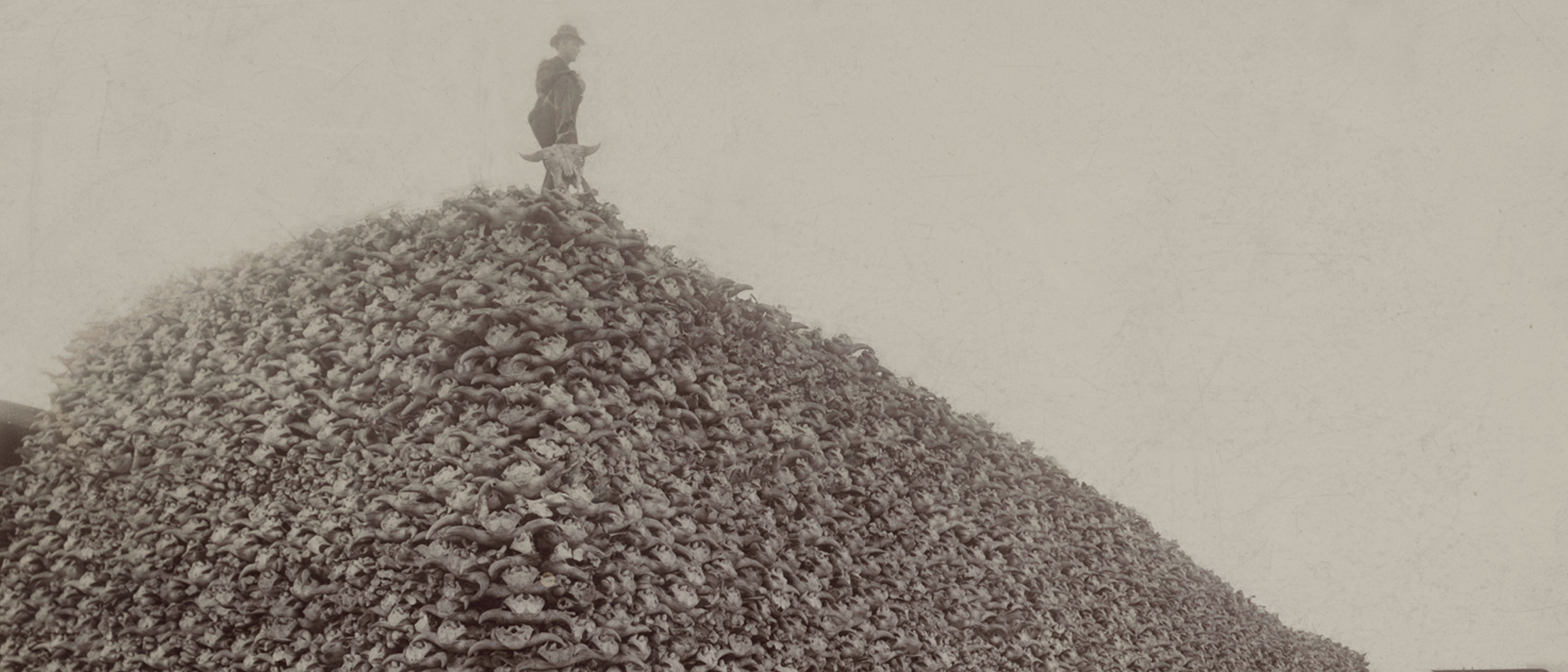 Bison skulls banner for Crais' Killing Age